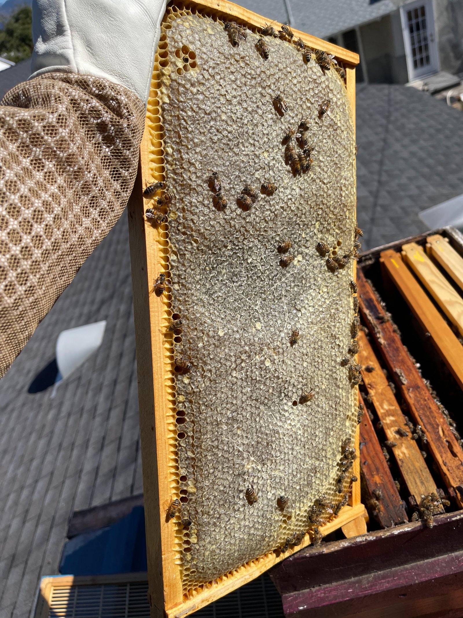 Urban Bee Dude Gallery Image 3