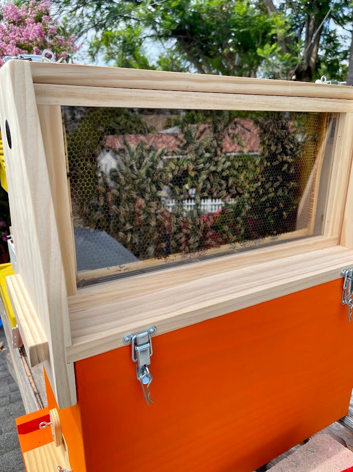 Observation Hive